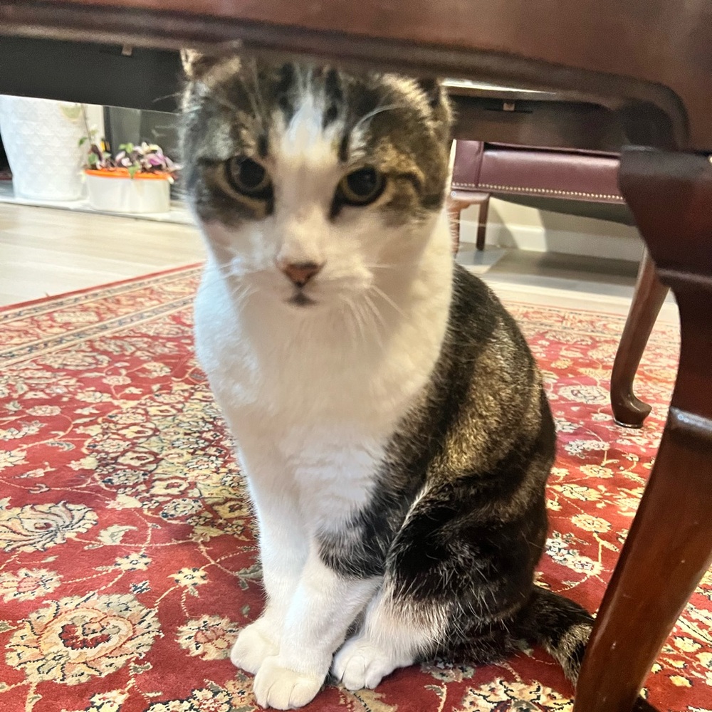 Meet your Posher, Dennis